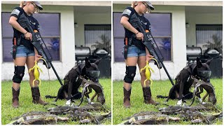 Day 24 Hired To Remove Giant Iguanas From Private Community Pond Iguanas Are Eating Everything [upl. by Everson781]