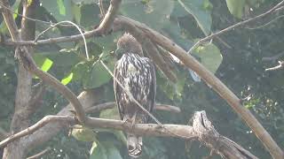 MVI 0073 Changeable Hawk Eagle 2 DehradunRajaji 151124 [upl. by Lach]