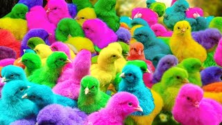 Menangkap ayam lucu ayam warna warni ayam rainbow bebek angsa ikan hias ikan cupang Kelinci [upl. by Hungarian110]