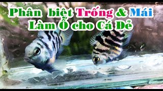 Cách nuôi Cá KÉT phân biệt trống mái và là ổ cá đẻ ntn [upl. by Sille]