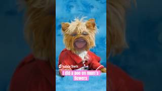 💩💩 yorkie did a poo on mums flowers cutedog funnydogs [upl. by Livesay598]