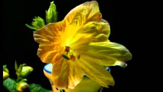 Salpiglossis sinuata Painted tongue blooming [upl. by Nallid947]