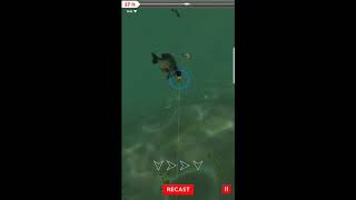 Rapala Daily Catch How to Catch Legendary Fish [upl. by Vatsug290]