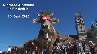 6 grosse Alpabfahrt in Einsiedeln 16 Sept 2023 Cow bells in Swiss Alps [upl. by Neeka]