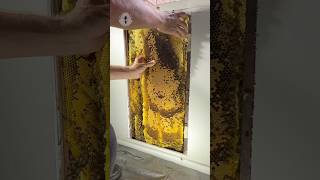 Slabs of GOLD Mining the hive beehive beeremoval savethebees [upl. by Eelinnej]