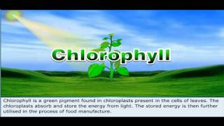 Class 4 Science Photosynthesis [upl. by Redd]