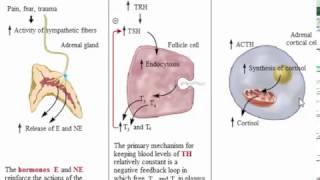 System Endocrine Biochemistry Secretion and Trasport of Hormones Part 2 [upl. by Nosrettap]