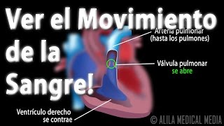 La Circulación Sanguínea a Través del Corazón Animación Alila Medical Media Español [upl. by Yentuoc992]