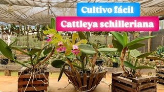 Como cultivar CATTLEYA SCHILLERIANA [upl. by Gona]