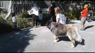 Caucasian Ovcharka Service Dog working at the Zoo with 9 year old handler [upl. by Tabshey]