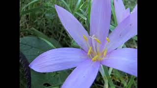 Colchicum autumnale Batigne Pierre Vidéo 356  2013 [upl. by Nnylhsa]