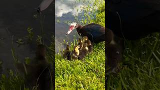 7 Muscovy Ducklings Just Hatched [upl. by Nojram]