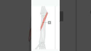 Pronator teres muscle  origin insertion action innervation [upl. by Lamond386]