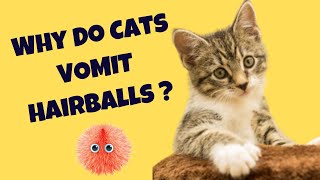 Why do cats vomit hairballs  Cats Knowhow [upl. by Thorwald]