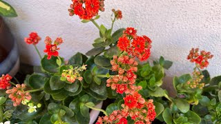 How To Make Kalanchoe Blossfeldiana Bloom Again [upl. by Claude]