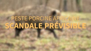 Peste Porcine Africaine  Scandale prévisible [upl. by Leirrad]