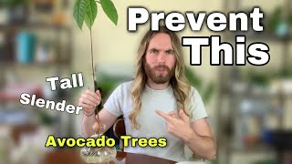 How To Stop Avocado Trees Being So Tall And Skinny [upl. by Ataynik]