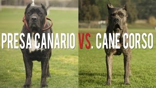 Cane Corso VS Dogo Argentino [upl. by Ayikal]