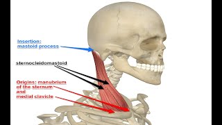 Two Minutes of Anatomy Sternocleidomastoid SCM Muscle [upl. by Val]