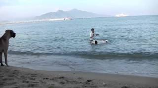 Pyrenean Mastiff in the sea ピレニアンマスティフ泳ぐ [upl. by Thirzia]