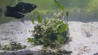 Growing macroalgae halimeda optunia [upl. by Binette]