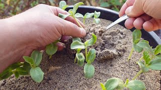 Starting Seeds In Sand VS Soil  How amp Why [upl. by Eivi448]