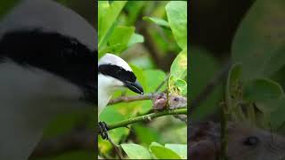 Butcherbird birds insectshunter nature wildlife animals birdwatching [upl. by Nuri880]