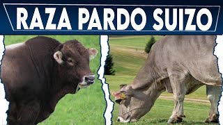 🔴 Ganado Pardo Suizo Caracteristicas ✅ Crea Tu Negocio Ganadero [upl. by Tsan]