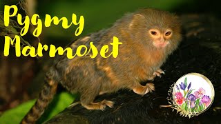 Meet the Smallest Marmoset Monkey [upl. by Elysia]