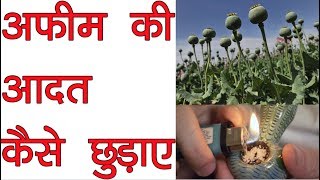 अफीम की आदत कैसे छुड़ाए  How to Get Rid of Opiums Habit  Afeem Ganja [upl. by Dennis]