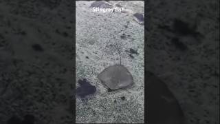 stingray fish shortvideo [upl. by Cairistiona829]