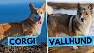 Welsh Corgi vs Swedish Vallhund  Dog Breed Comparison [upl. by Ransome]