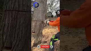 Chainsaw Cutting Tree Machines Fastest Big shorts [upl. by Chevalier]