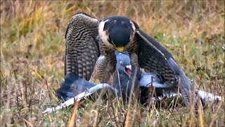 Training peregrine falcons Falco peregrinus to hunt falconry [upl. by Sivaj]