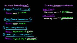 Glucagon Signaling Cascade  GPCR GProtein Coupled Receptor [upl. by Pincus]