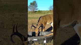 Trail Camera Action deer deerhunting tactacam [upl. by Aubrey]