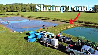 Fresh water shrimp harvest how to farm shrimp [upl. by Eiser]