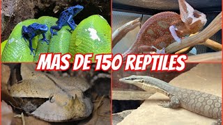 TODOS MIS REPTILES 2024 LA MEJOR COLECCIÓN DE MEXICO 🐊🦖🦎🐢 [upl. by Guenevere]