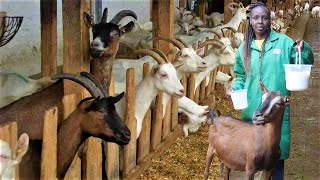 How I Keep 73 Dairy Goats on a 20x50 plot in Nairobi City [upl. by Menzies]