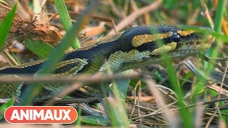 DOCU Les animaux et le sacré le Bénin  Animaux [upl. by Eevets382]