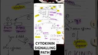 CYTOKININ SIGNALLING PATHWAY• TYPE A and TYPE B ARR• CSIR LIFE SCIENCES cytokinin biologycsirnet [upl. by Anne-Corinne117]