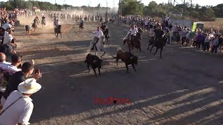 Tordesillas 2024 Encierro mixto domingo 15 [upl. by Ohare960]