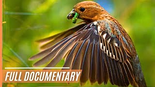 A Journey Through the Magical Wildlife of Chile  Full Documentary [upl. by Okimat453]