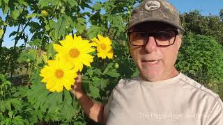 Mexican Sunflower Tithonia Diversifolia are Sterile Cultivar NonInvasive or Invasive [upl. by Bak414]