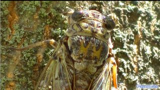 Les cigales filmées et leurs magnifiques chants dans la garrigue en Provence [upl. by Anaillil]