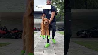 Some people were not happy that I made my dog wear Crocs goldenretriever dogcrocs dogdad [upl. by Ramedlav]