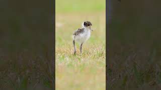 A Baby Bird On The Prowl [upl. by Bennie]