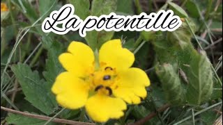 La Potentille  vertus bienfaits [upl. by Elletnuahc]