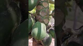 Mealybug Disease on Papaya Plant  Mealybug  Mailo  Disease  Papaya mealybugs disease papaya [upl. by Edbert419]