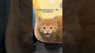 A recap of Tato’s bravery fighting shower water demons 🛟💧😈 orangecats fosterkittens babycat [upl. by Dimphia]